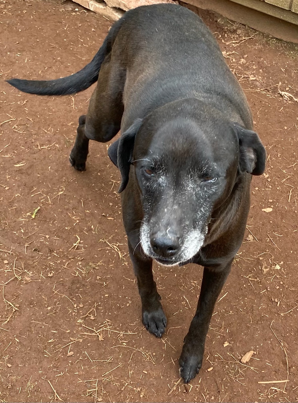 Serena , an adoptable Labrador Retriever in Monticello, GA, 31064 | Photo Image 2