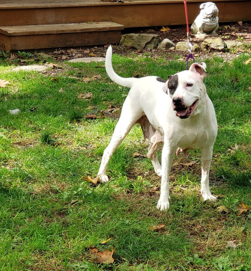 Maggie, an adoptable Pit Bull Terrier, American Bully in Milford, CT, 06460 | Photo Image 1
