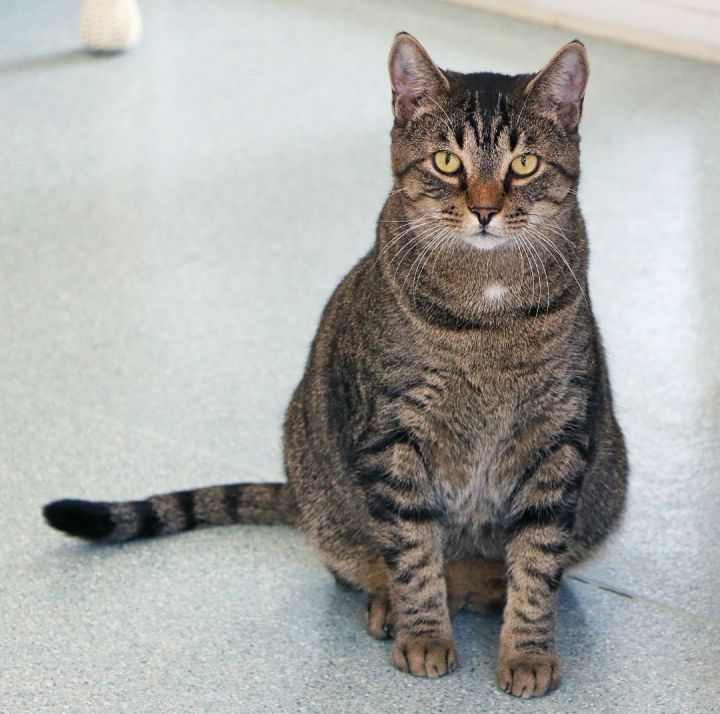 Waffles, an adoptable Domestic Short Hair & Tabby Mix in Charles Town, WV_image-3
