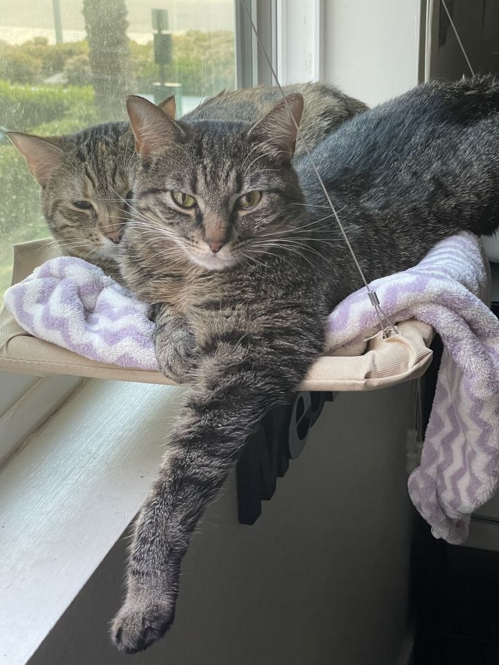 Carson & Coco ~ Bonded Sisters, an adoptable Torbie & Tabby Mix in Tustin, CA_image-1