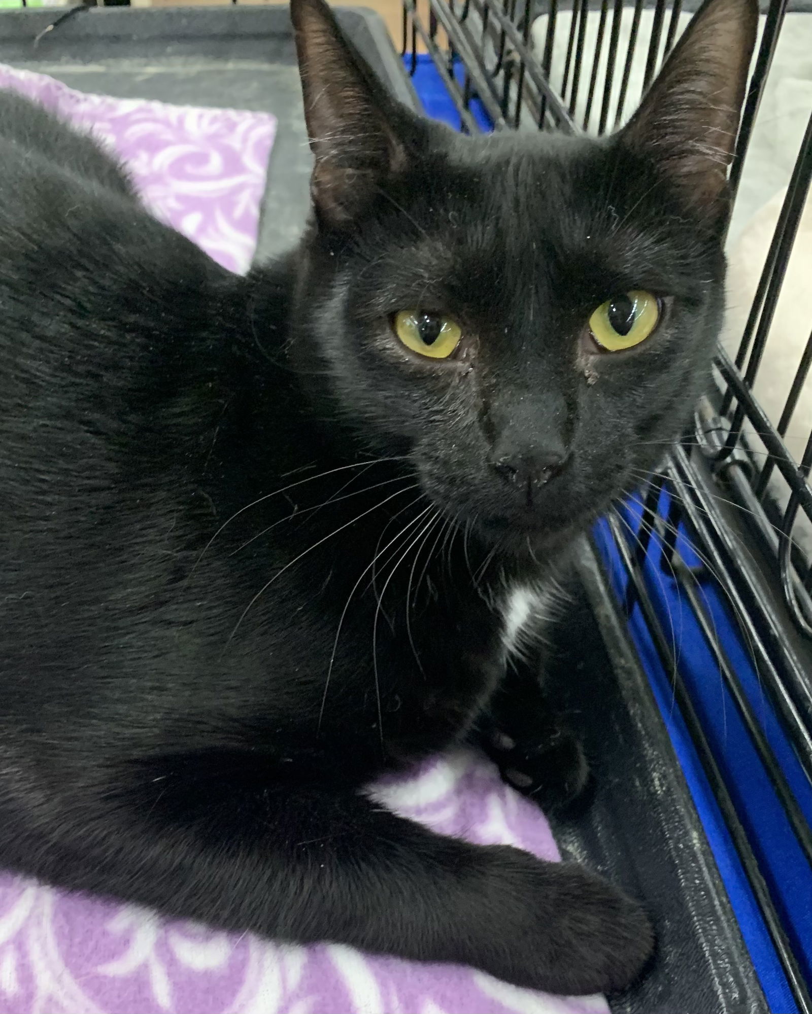 Feta, an adoptable Domestic Short Hair in Tampa, FL, 33605 | Photo Image 1