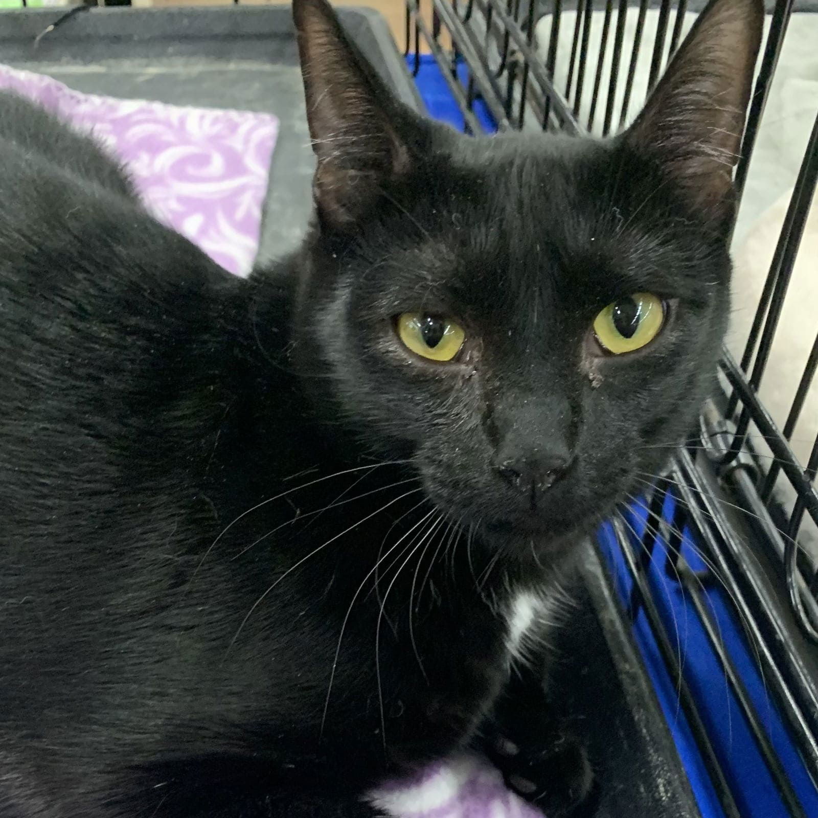 Feta, an adoptable Domestic Short Hair in Tampa, FL, 33605 | Photo Image 1