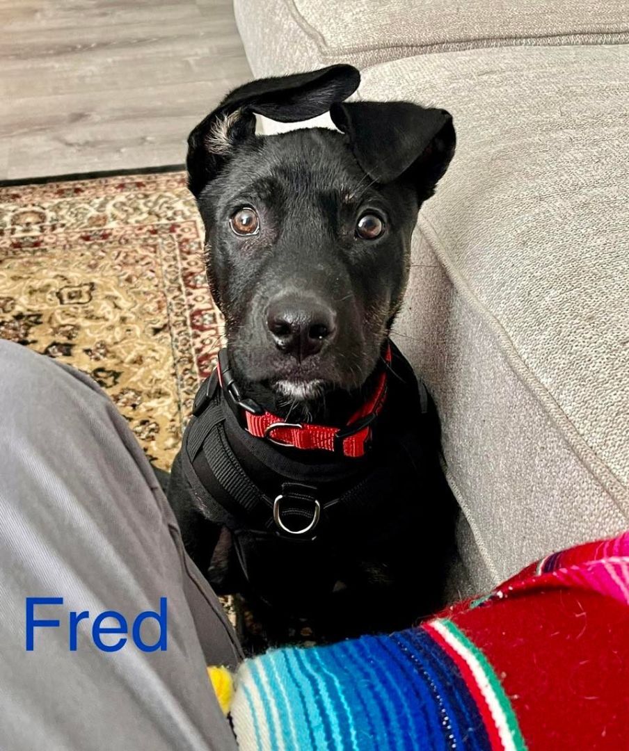 FRED