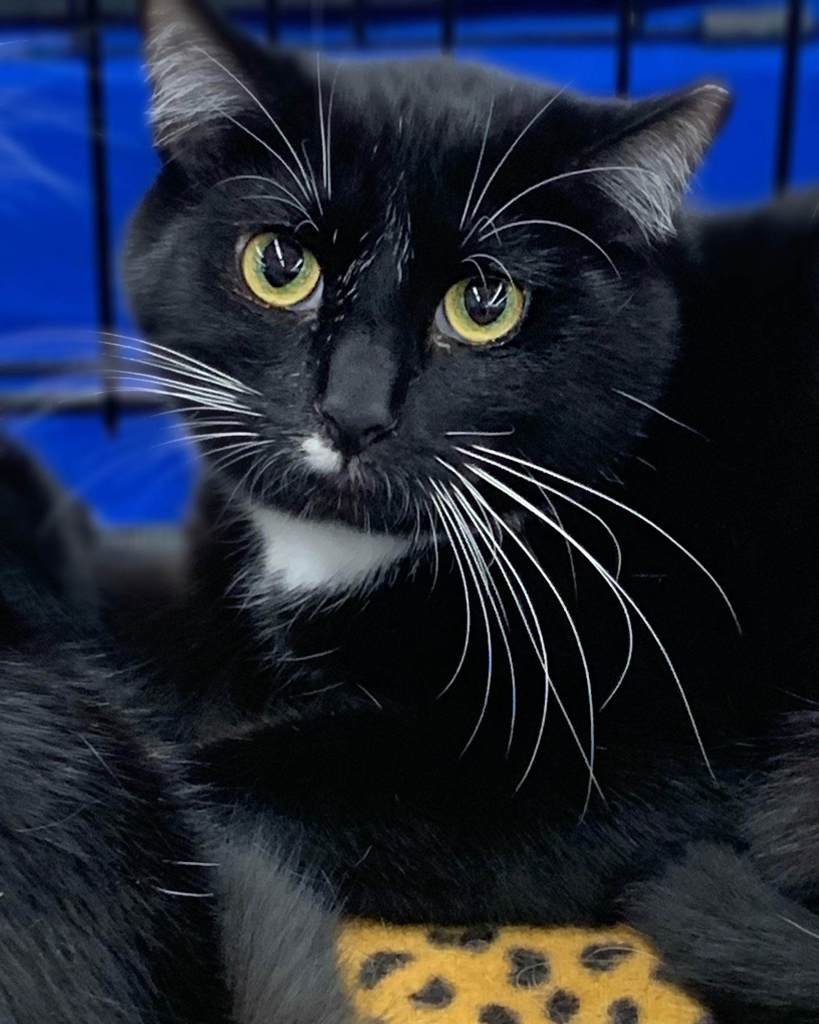 Richard, an adoptable Domestic Medium Hair in Tampa, FL, 33605 | Photo Image 1