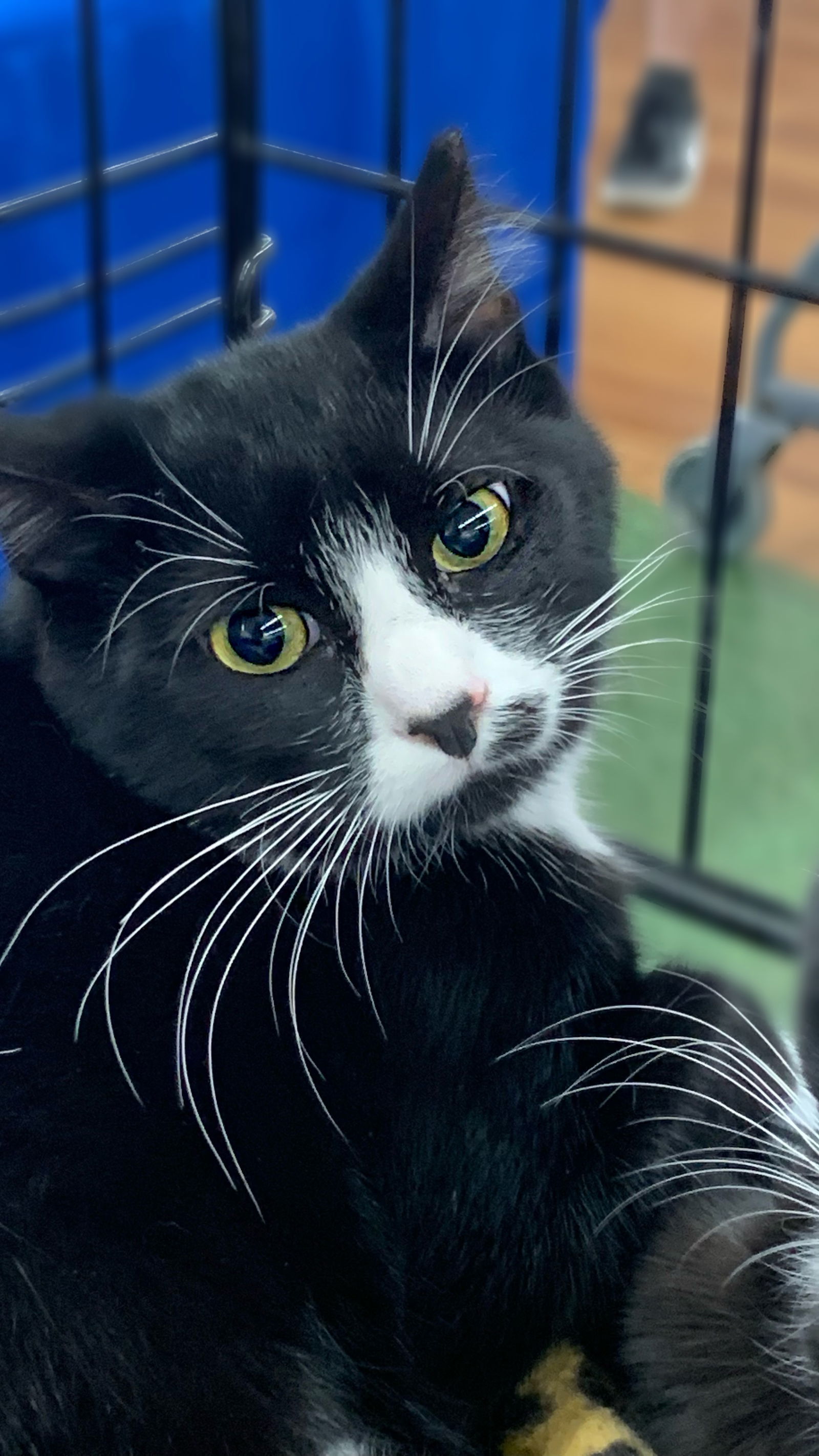 Keith, an adoptable Domestic Medium Hair in Tampa, FL, 33605 | Photo Image 1