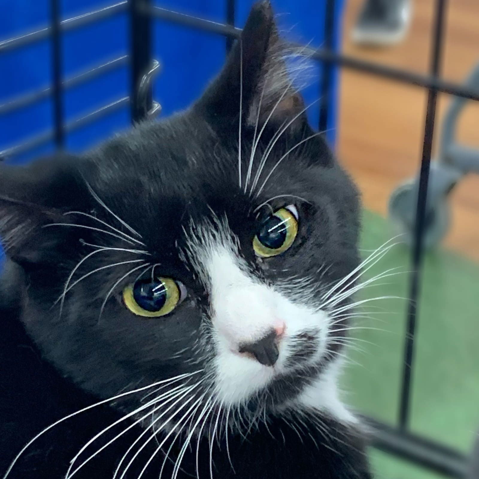 Keith, an adoptable Domestic Medium Hair in Tampa, FL, 33605 | Photo Image 1