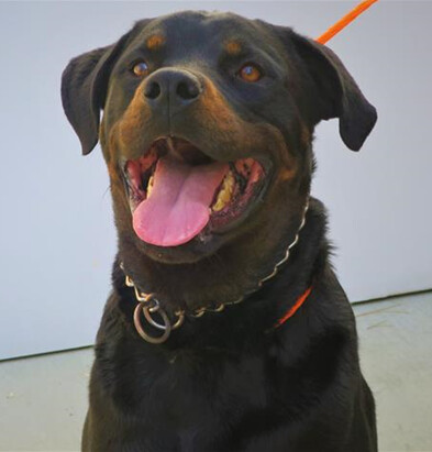 Ace, an adopted Rottweiler in Portland, OR_image-1