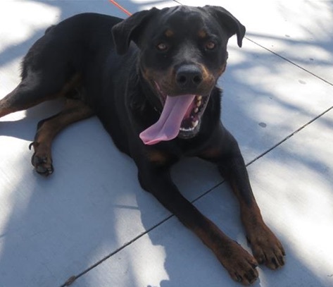 Ace, an adopted Rottweiler in Portland, OR_image-4