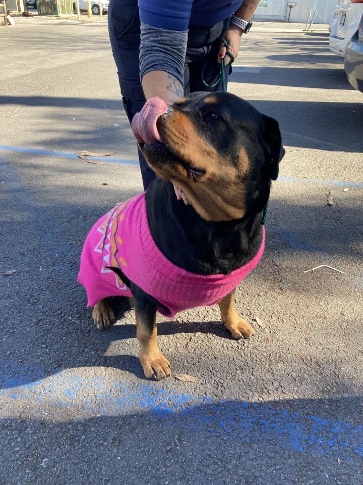Lola, an adopted Rottweiler in Portland, OR_image-2