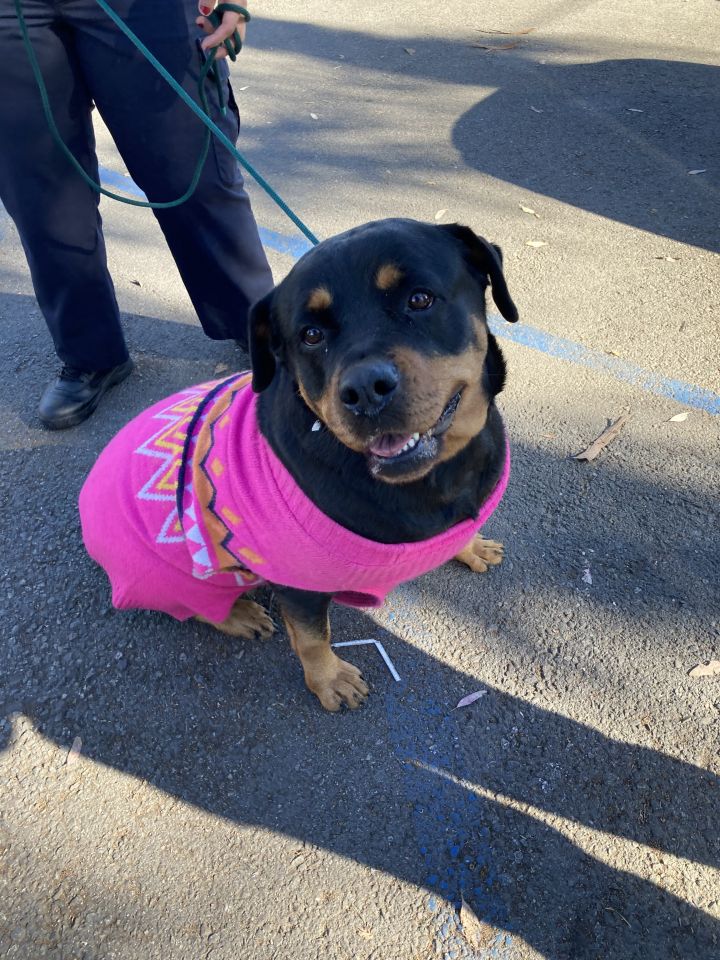 Lola, an adopted Rottweiler in Portland, OR_image-4