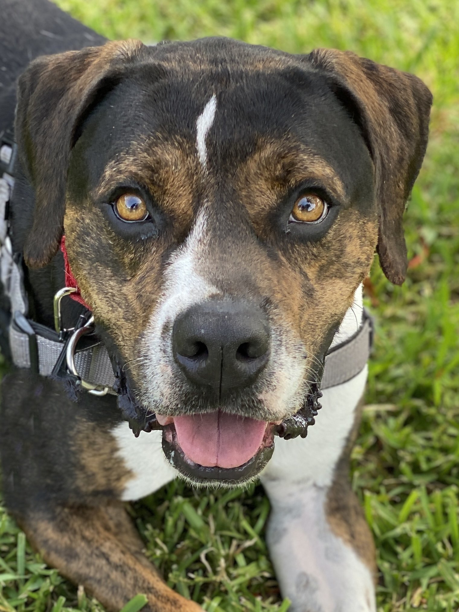 Night, an adoptable Terrier, Beagle in Miami, FL, 33158 | Photo Image 1