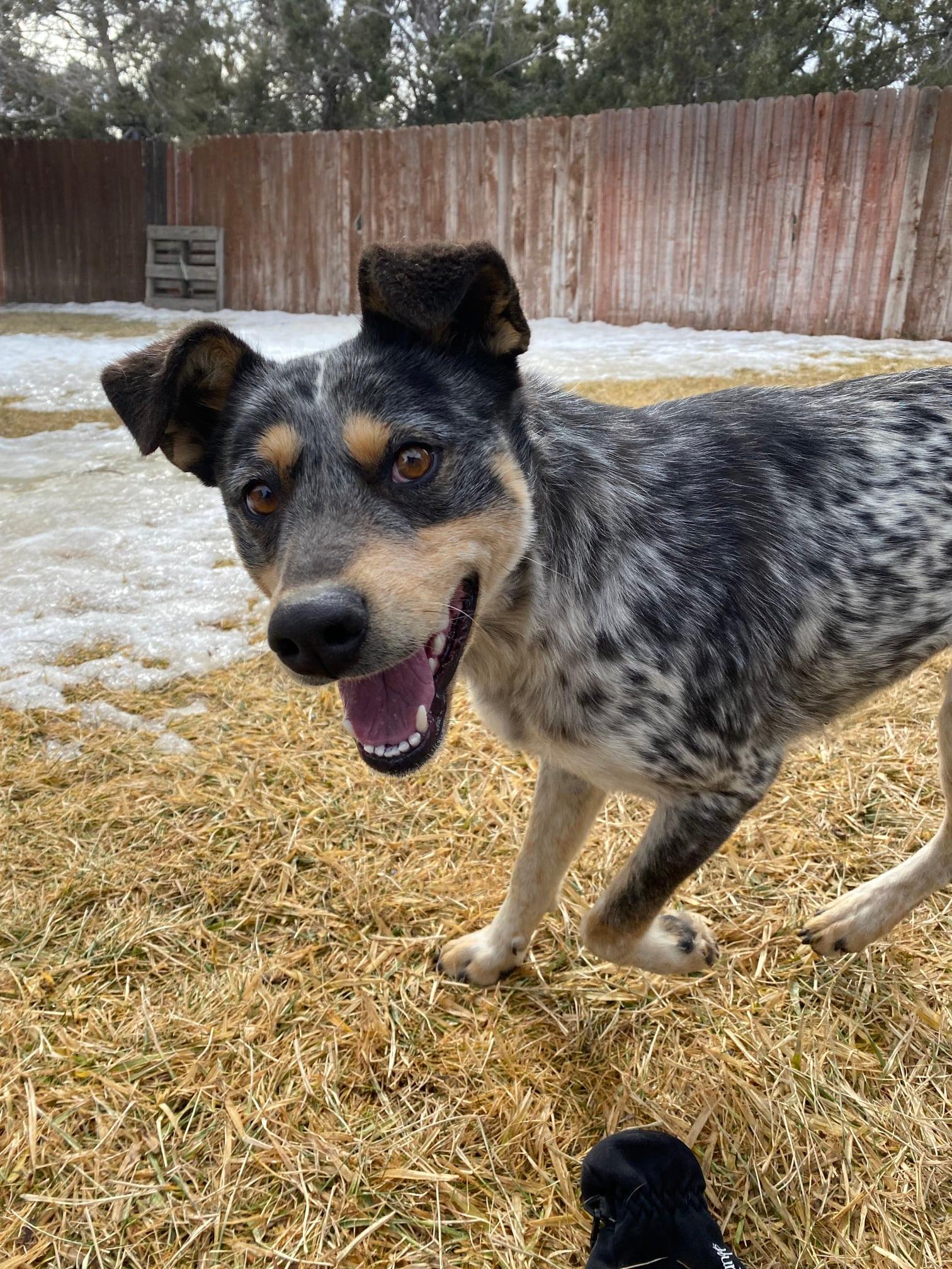 Misty, an adoptable Australian Cattle Dog / Blue Heeler in Durango, CO, 81301 | Photo Image 2