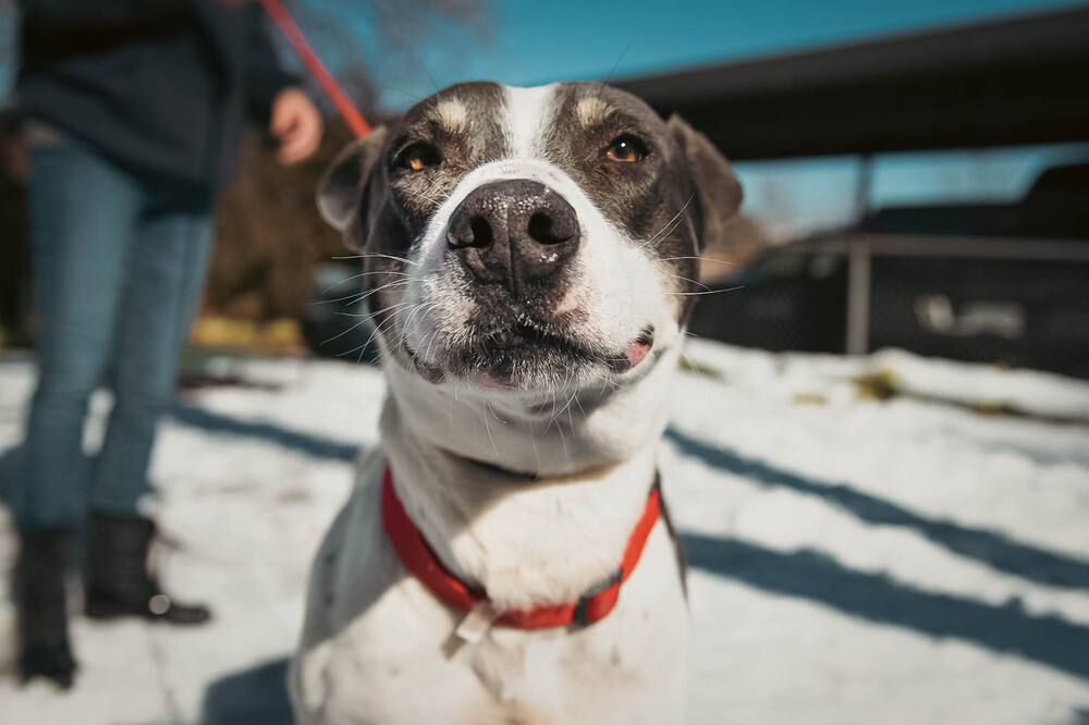 Pete, an adoptable English Pointer in Castle Rock, CO, 80104 | Photo Image 3