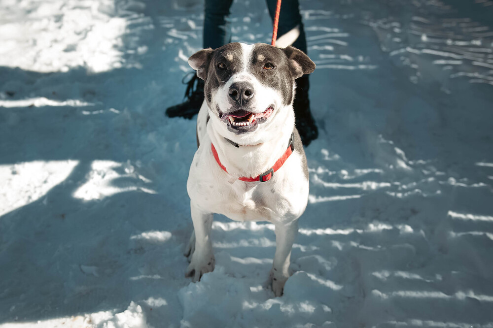 Pete, an adoptable English Pointer in Castle Rock, CO, 80104 | Photo Image 5