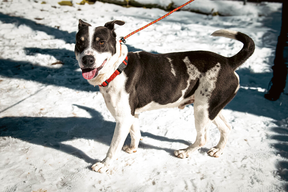 Pete, an adoptable English Pointer in Castle Rock, CO, 80104 | Photo Image 6