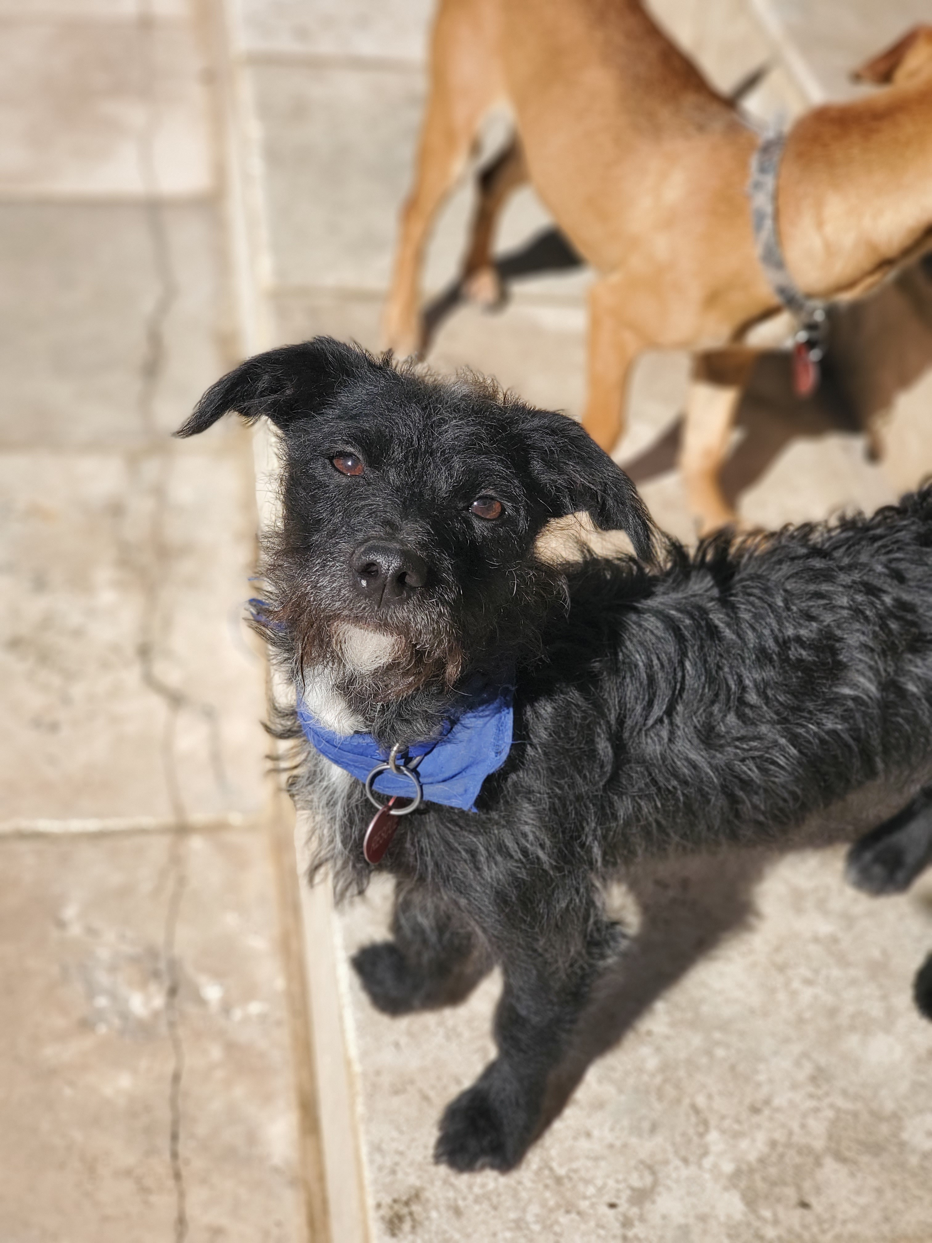 Long haired dachshund terrier 2024 mix