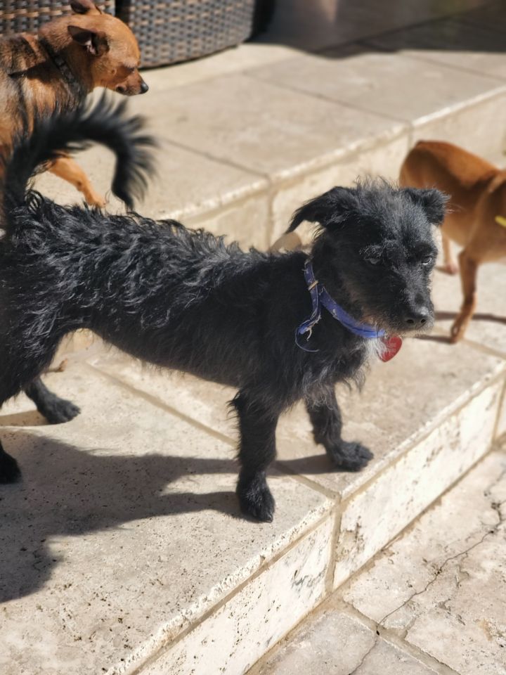 wire haired dachshund terrier mix