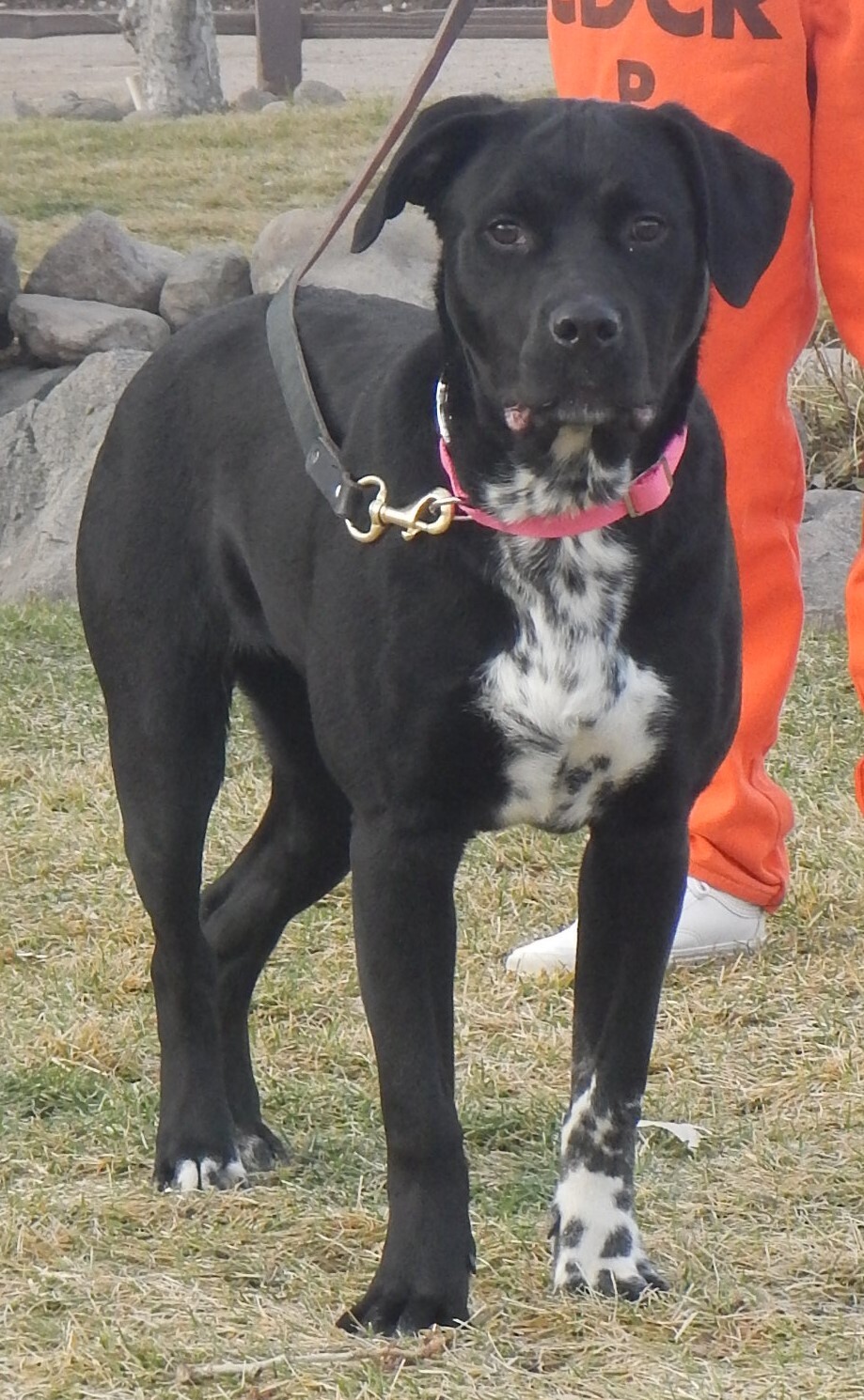 Siri, an adoptable Labrador Retriever in Susanville, CA, 96130 | Photo Image 2