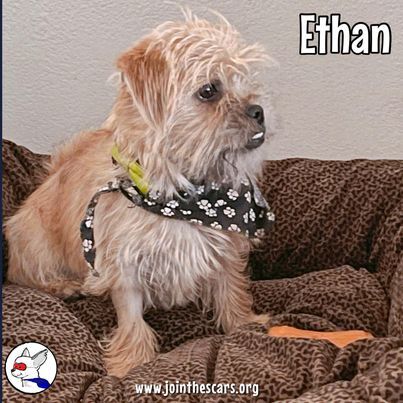 Ethan, an adoptable Silky Terrier & Pug Mix in Glendora, CA_image-2