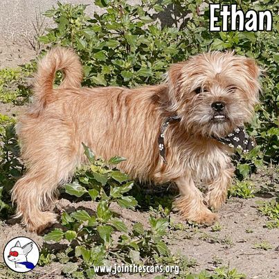 Ethan, an adoptable Silky Terrier & Pug Mix in Glendora, CA_image-3