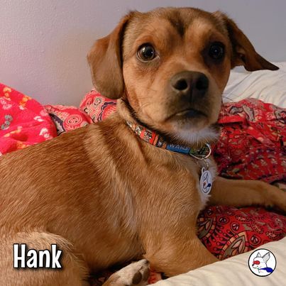 Hank, an adopted Puggle Mix in Glendora, CA_image-2