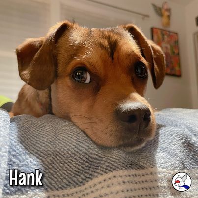 Hank, an adopted Puggle Mix in Glendora, CA_image-4