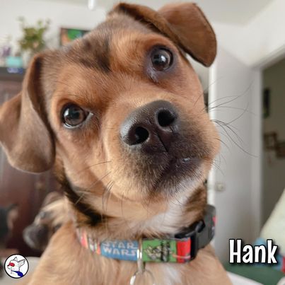 Hank 5