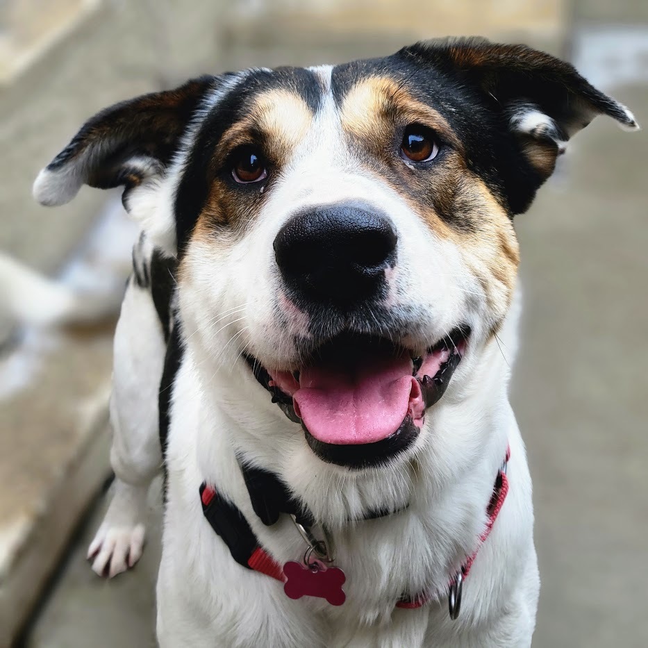 Bandit (Loves fetch!)