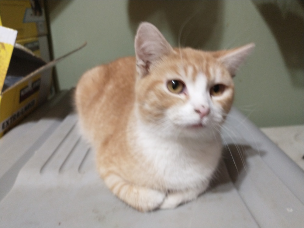 Creamsicle, an adoptable Domestic Short Hair in Abrams, WI, 54101 | Photo Image 1