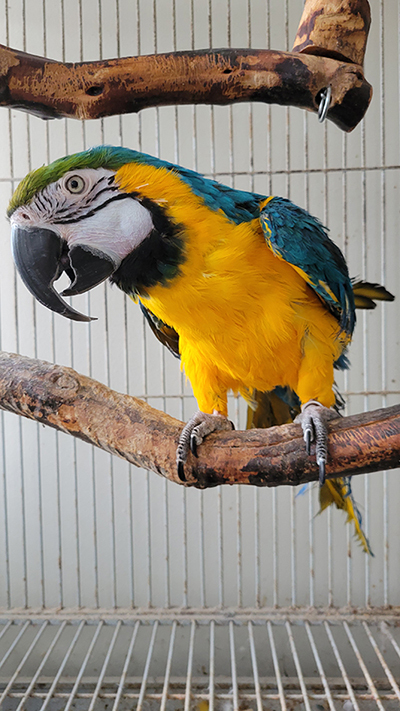 Taco, an adoptable Macaw in North Babylon, NY_image-1