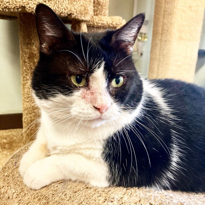 Trixie, an adoptable Domestic Short Hair & Tuxedo Mix in Kennett Square, PA_image-1