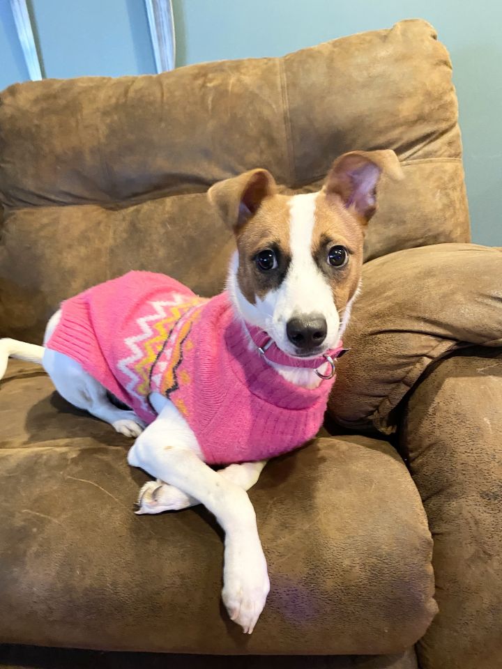 River , an adopted Jack Russell Terrier & Rat Terrier Mix in White Lake, MI_image-1