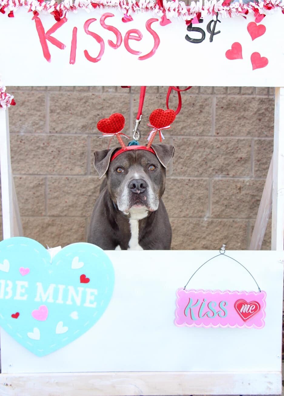 Bear   12-7106-21, an adoptable Pit Bull Terrier in Grass Valley, CA, 95949 | Photo Image 4