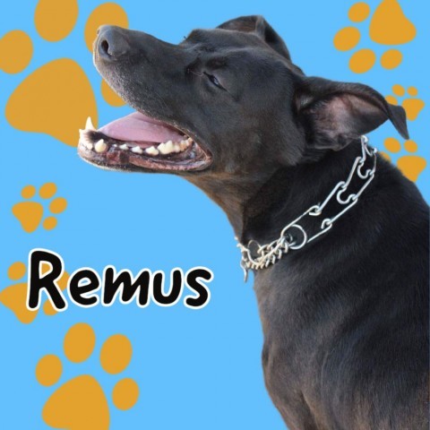 Remus, an adoptable Labrador Retriever, German Shepherd Dog in Saugerties, NY, 12477 | Photo Image 1
