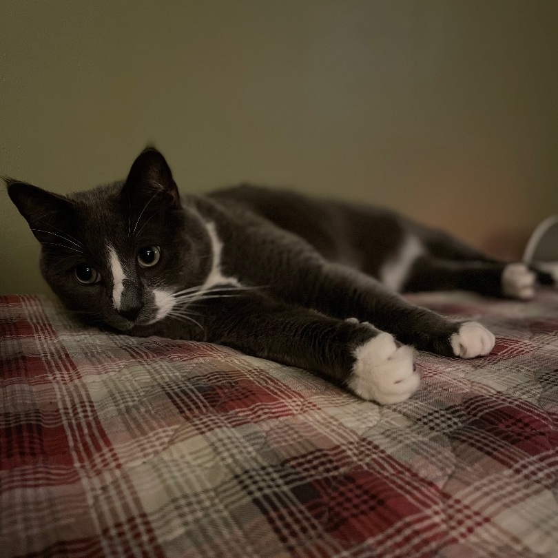 Big Bro, an adoptable Domestic Short Hair in Manchester, CT, 06042 | Photo Image 3