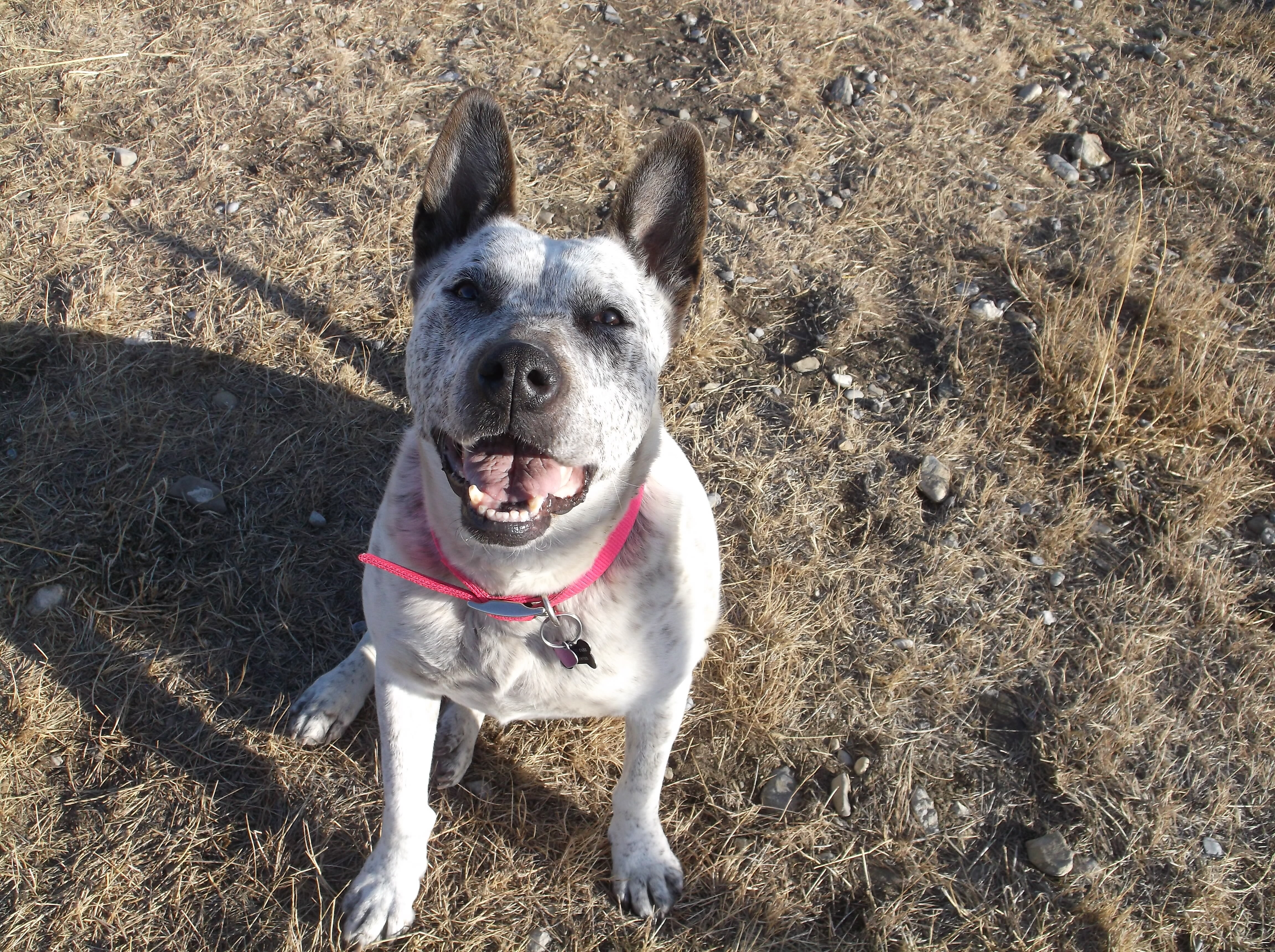 Speckles, an adoptable Cattle Dog, Mixed Breed in Choteau, MT, 59422 | Photo Image 1
