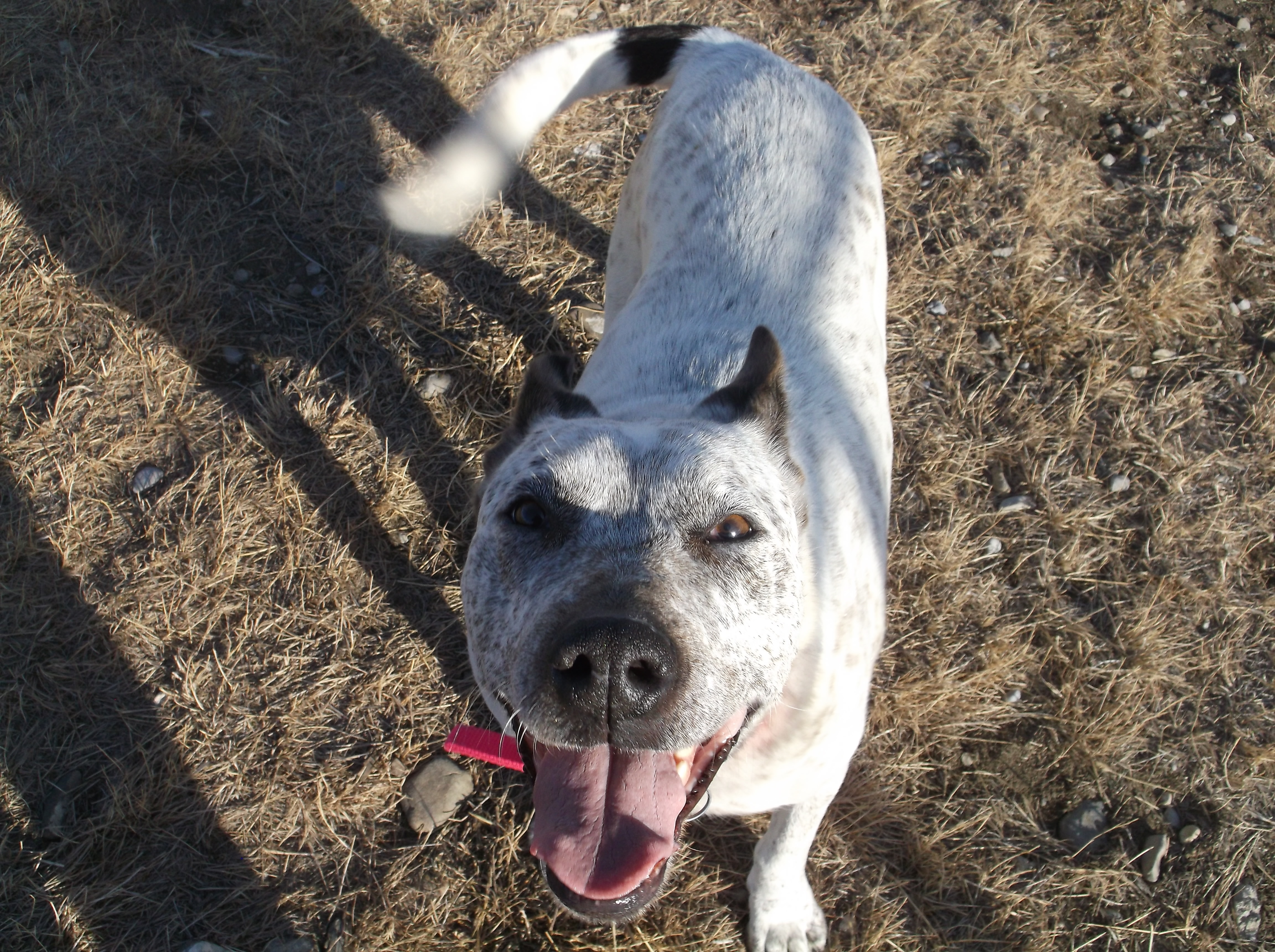 Speckles, an adoptable Cattle Dog, Mixed Breed in Choteau, MT, 59422 | Photo Image 2