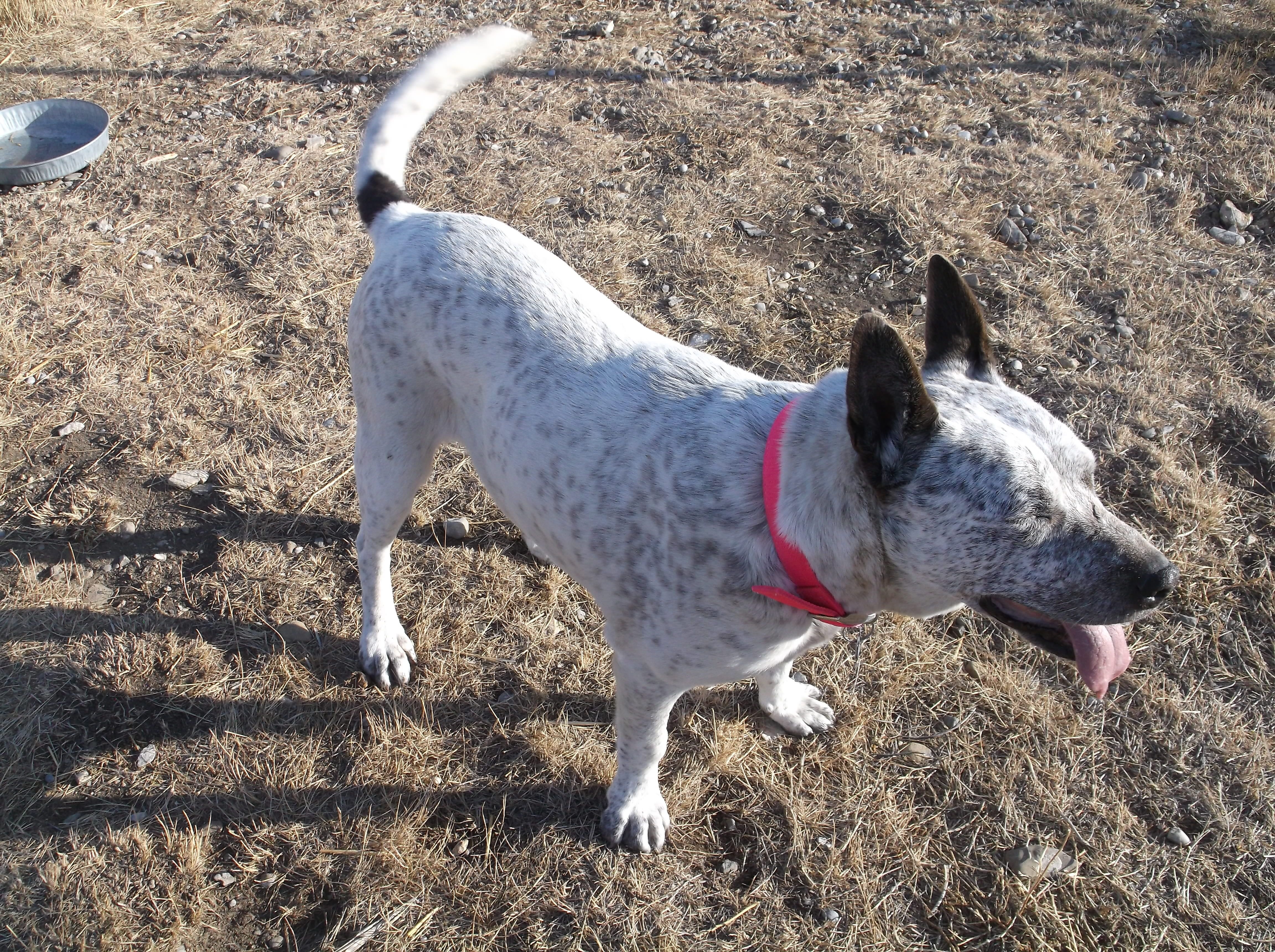 Speckles, an adoptable Cattle Dog, Mixed Breed in Choteau, MT, 59422 | Photo Image 3
