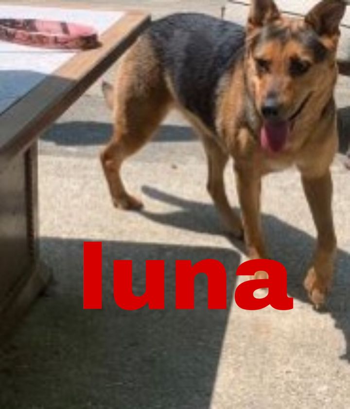 Luna(Snow Bunny), an adopted German Shepherd Dog Mix in White Lake, MI_image-2