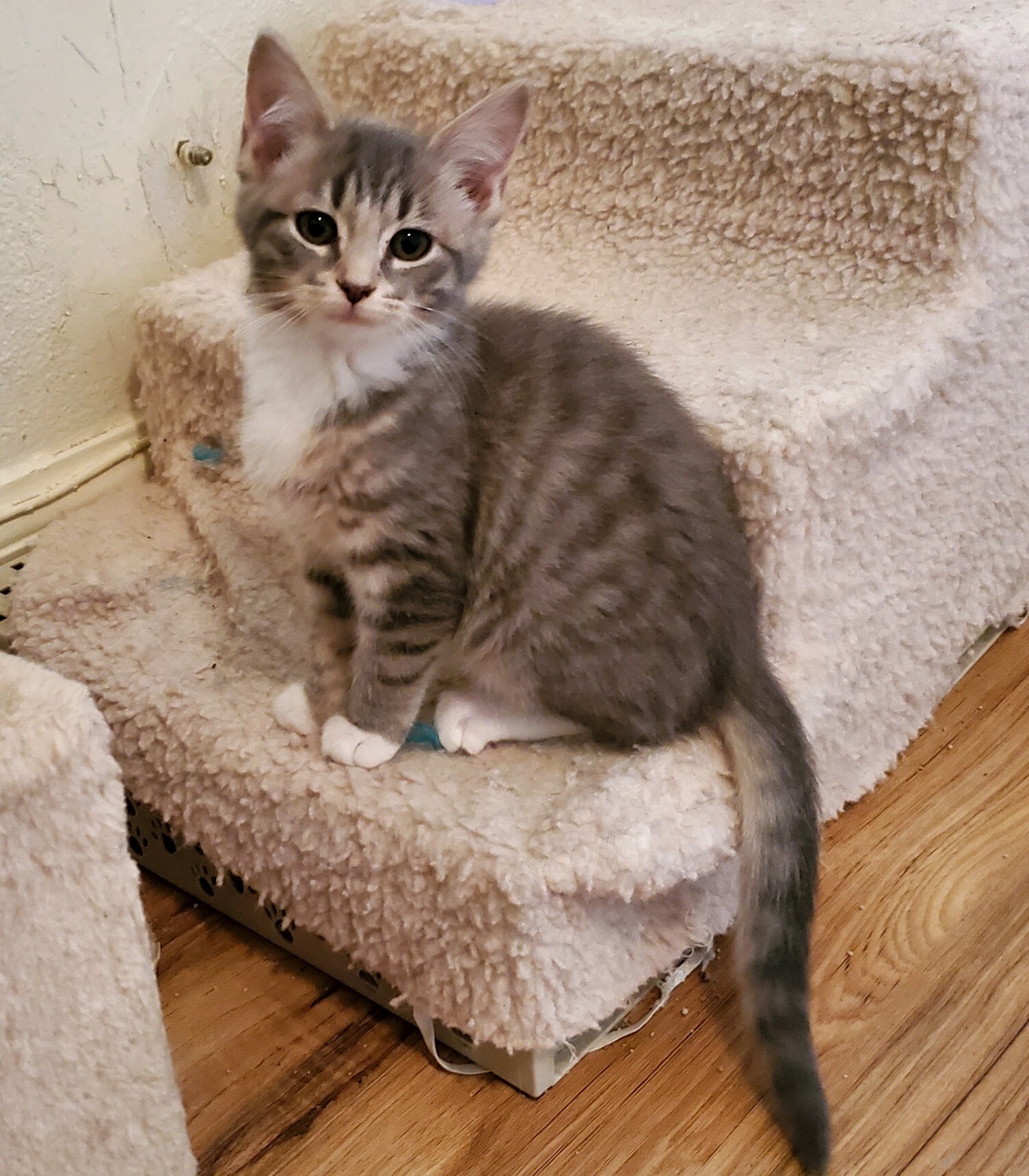 Fergie, an adoptable Domestic Short Hair, Tabby in Sellersburg, IN, 47172 | Photo Image 3