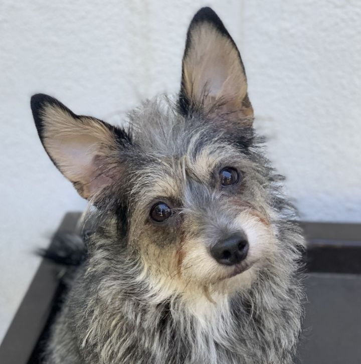 Clara, an adopted Schnauzer & Yorkshire Terrier Mix in Beverly Hills, CA_image-1
