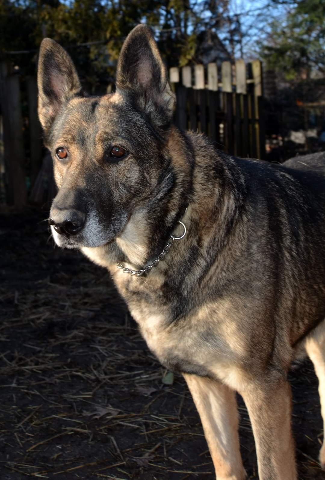 Sweetheart Lola (Shepherd)