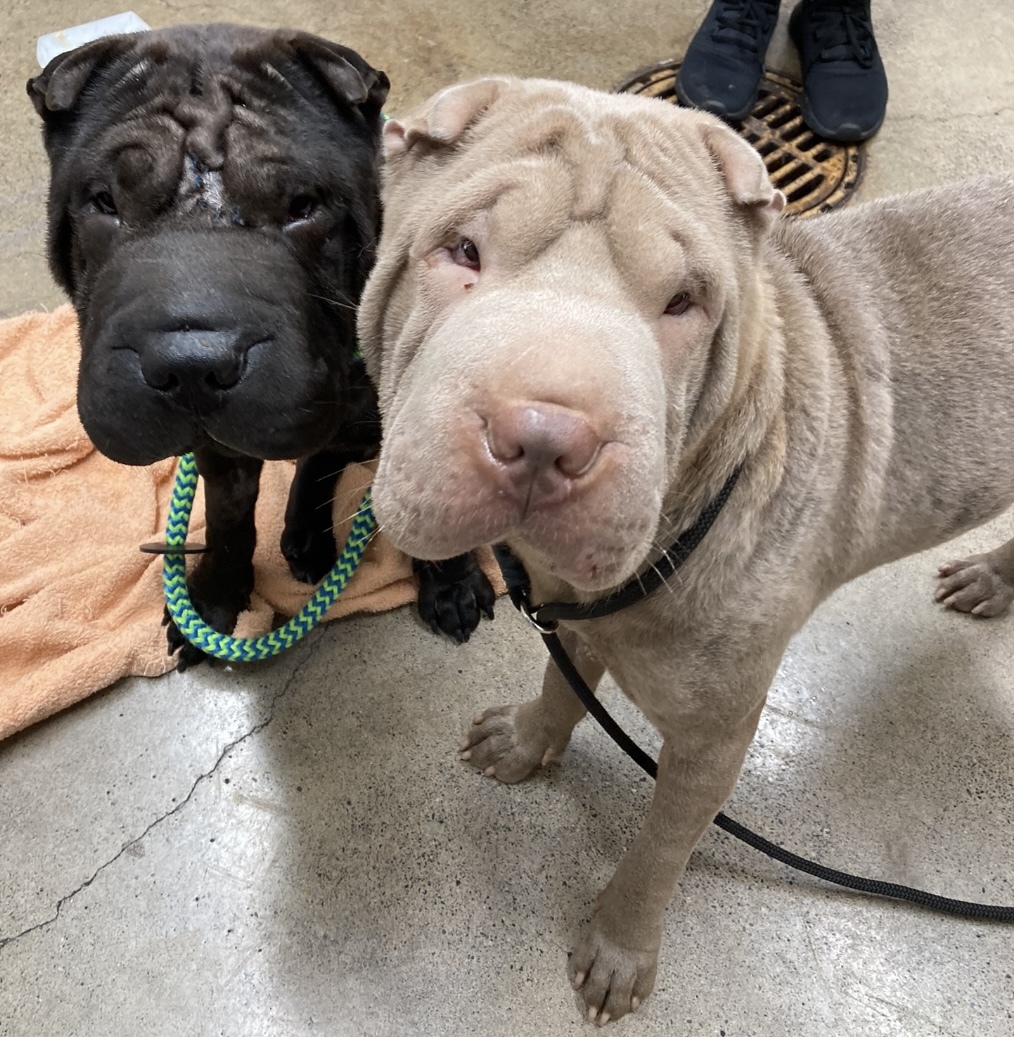 Sugar and Cookie, an adoptable Shar-Pei in Beaverton, OR, 97005 | Photo Image 1