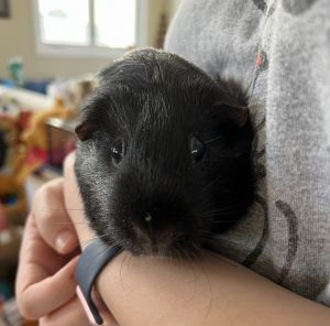 Nibbles the Guinea Pig 