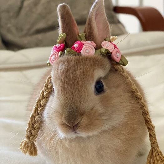 palomino dwarf rabbit