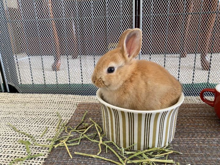 palomino dwarf rabbit