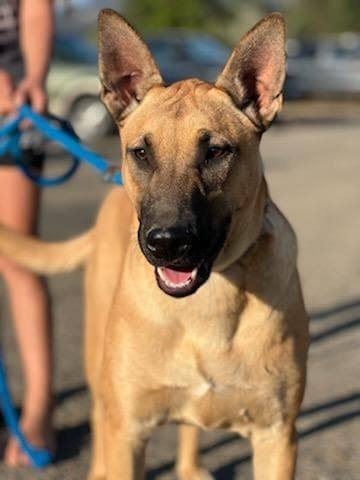 Jazzy, an adoptable Shepherd in Willits , CA, 95490 | Photo Image 4