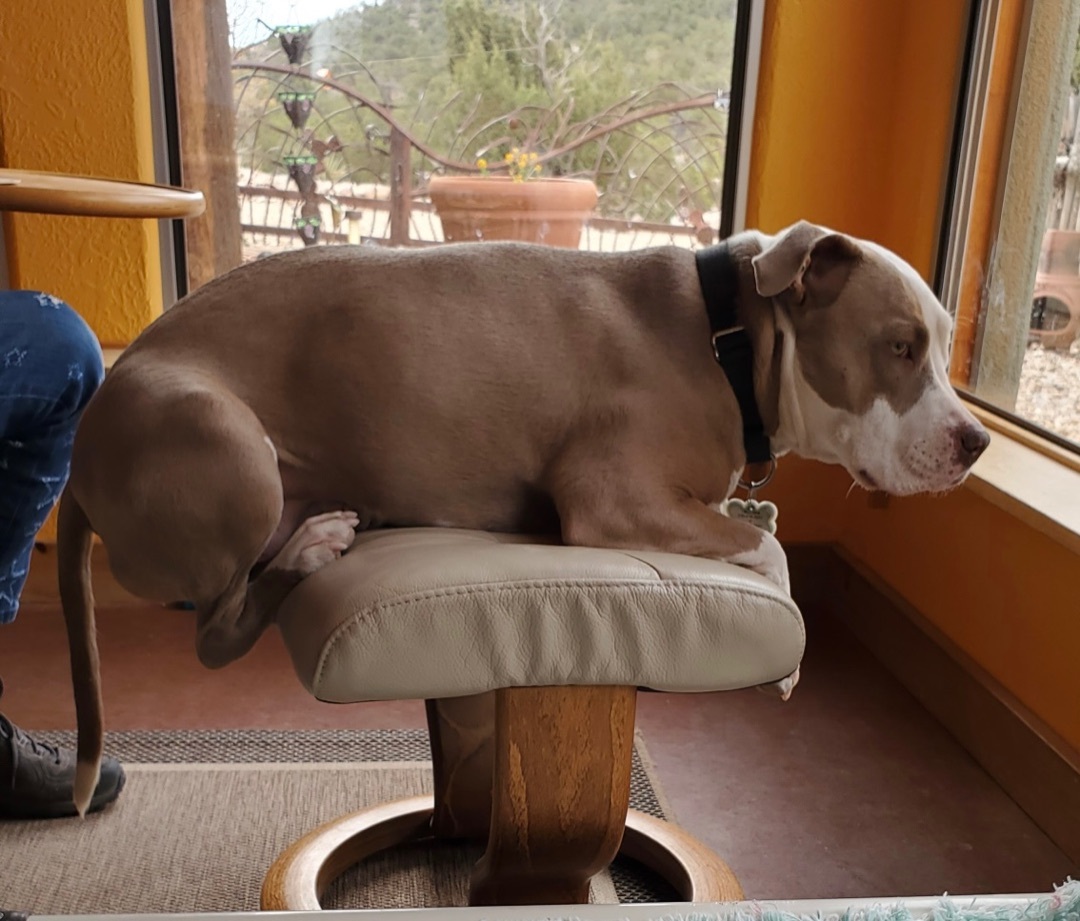 Gia, an adoptable Pit Bull Terrier in Mountainair, NM, 87036 | Photo Image 2