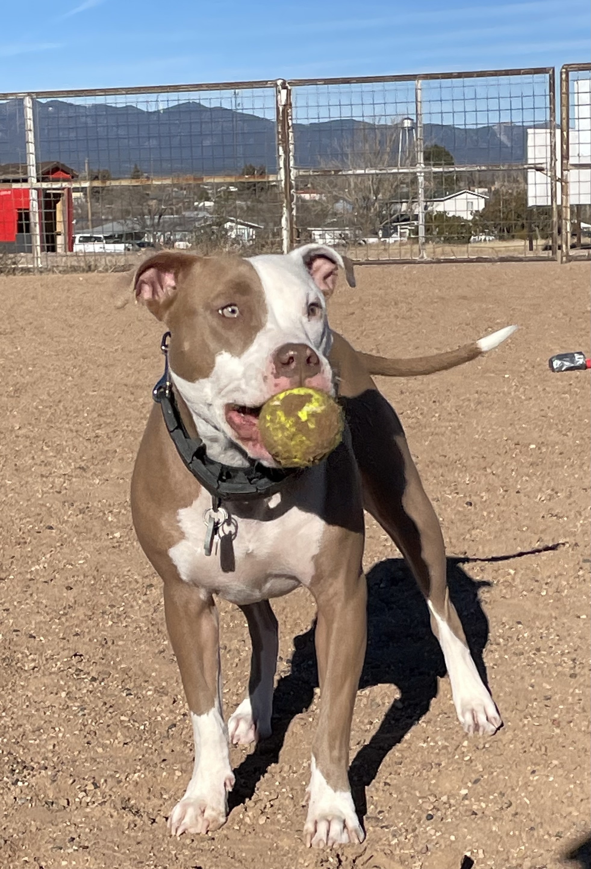 Gia, an adoptable Pit Bull Terrier in Mountainair, NM, 87036 | Photo Image 3