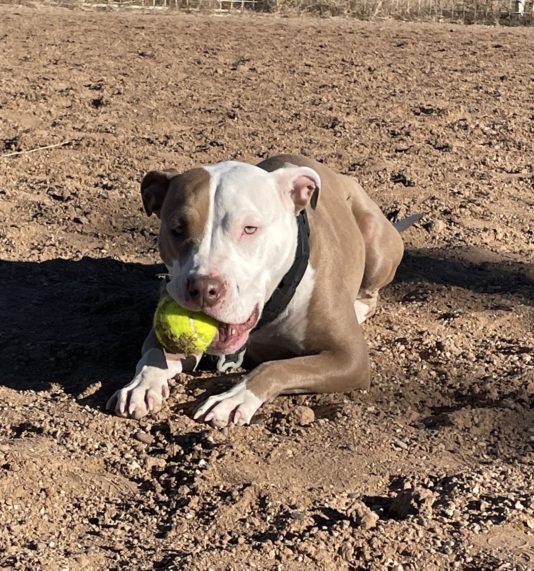 Gia, an adoptable Pit Bull Terrier in Mountainair, NM, 87036 | Photo Image 4